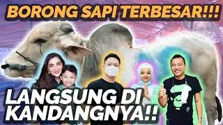 BISMILLAH. KELUARGA HERMANSYAH BELI 3 SAPI UNTUK KURBAN TAHUN INI! SEMUA DI ATAS 1 TON!!