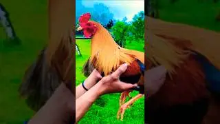 masarap imateryales pumpkin sweater yellow legged hatch 😱 #ayam #chicken #rooster