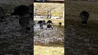Wild Turkeys Feeding in Estes Park &mdash; A Peaceful Colorado Moment 🚗❄️