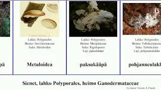 Sienet, lahko Polyporales, heimo Ganodermataceae fungus australe maitovahak&auml;&auml;p&auml; Elaphroporia Crops