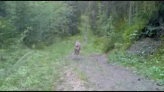 HundeTur i Skogen 1.6.2010