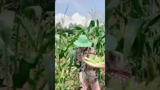 Amazing Corn Harvesting by hand | Amazing Rural Life Farming Techniques