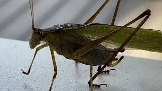 The Cricket ￼