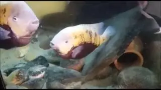 Cincelichthys pearsei  Lacanjah   & Nandopsis Tetrcanthus