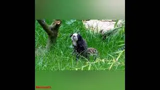 #shorts mermosets ❤️ #viral #viral #shorts #shorts vedio #shorts #shorts