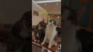 Cats Gaze into Your SOUL #catshorts #catlover #catsofyoutube #funnyvideo