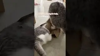 Cat vs box #cat #funny #cats