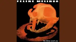 The Felines Await You