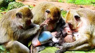 Very sweet video! Monkey consider Lori as baby, They are care ,Lori feeling very well #1888