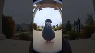 Funny pigeon at doorbell security camera | 🤣 #ai #funny