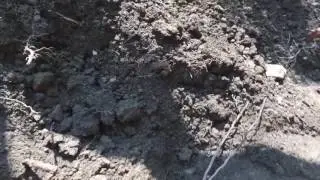 How to fix a garden with tree roots invading