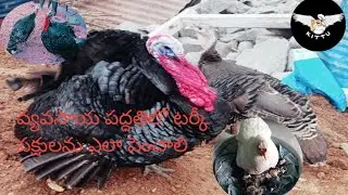 వ్యవసాయ పద్ధతిలో టర్కీ పక్షులను ఎలా పెంచాలి  How to Raise Turkey Birds Farming