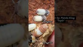 #terraria #terrarium #terrariumlife #bioactive #isopod  #isopods #nature