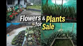 This Plant Nursery Has EVERYTHING 🌿😍