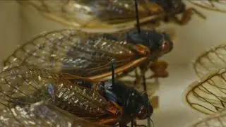 Cicadas could cause damage to trees and orchards
