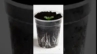Sweet Alyssum Growth Timelapse 🌸 From Seed to Bloom in Seconds