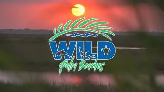 WILD PALM BEACHES SIZZLE REEL 2023 NEW SHORT