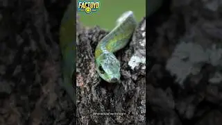 Snakes Have No Eyelids! 🐍😲 #fun #facts