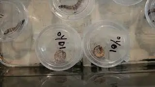 superworm farming, detailed steps for pupating superworm beetles