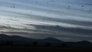 One Minute of Peak Fall Bird Migration in the Klamath Basin