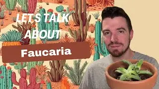 Let's Talk about Faucaria (Tiger Jaws)