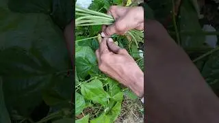 Beans K Paudhe || Beans Ki Harvesting || Phaliyon K Ped || Organic Farming|| Gardening #gardening