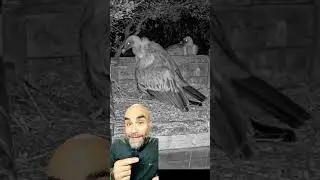 ПОЗДРАВЛЯЕМ!!! Яйцекладка = роды? Посмотрите на этого стервятника 🥚🦅