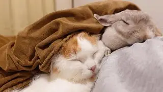 それぞれの寝床に帰らず飼い主のお布団でいっしょにお寝んねしたいうさぎとにゃんこの姉弟と寝返りを諦めた飼い主。