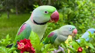 Parrot Natural Video
