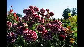 Dahlias-Swan Island
