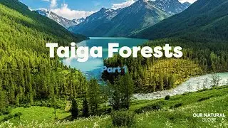 A short intro to the Taiga Forests - Pt 1