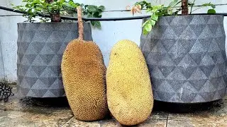 Jaca Dura vs Jaca Mole, Comparação e Degustação