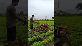 #vstpowertiller #groundnut #shorts #video