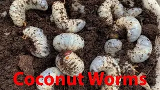 Coconut worms,Amazing Man Find and Cooking Coconut Worms