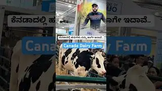Cows and Canada Dairy Farm #canada #dairyfarm #cowfarm #cowfarming #canadadiaries #explorecanada