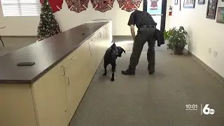 Idaho&rsquo;s first ever Electronic Storage Detection K-9 is here