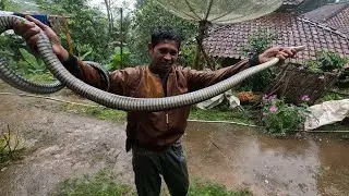 Warga Desa Ketakukan, Ternyata Ini Penyebabnya, Penangkapan Ular King Koros Super Galak Di Garut
