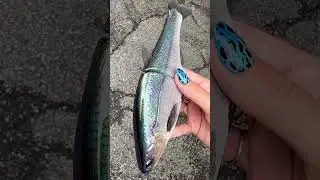 Custom Painted Hinkle Shad by Little River Lure Lady #fishing #glidebait #swimbait #bassfishing