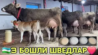 АРЗОНЧИ АКАДАН ГЕРМАНИСКИ САВАЙИСКИ ШВЕД СИГИРЛАР СОТИЛАДИ SOTILADIGON SHIVED SIGIR 29 января 2026 г