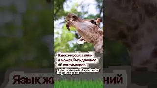 Giraffes Facts in Russian & English! #LearnRussian #ReadRussian #animals #safari #facts #zoo