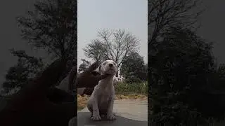 dogo argentino Rasiya import uzor sun male female for sale