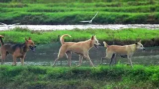 OhLove sweet life best time many style Young boy try to kiss sister sambath more and more sweet life