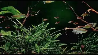 2 hours Freshwater Aquarium 🐟  Lofi beats to relax and unwind 🐠 Chill fish to watch/enjoy