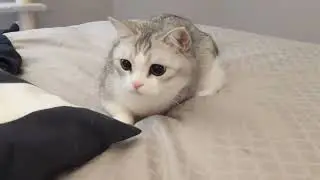 keeping busy during lockdown  #fluffykitty #unmakingmybed #whytho #catvideo #munchkincat #britishsho