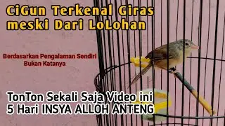 Gak butuh Waktu Lama Ciblek Gunung Giras Dari Lolohan Agar Jinak