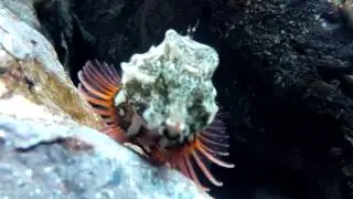 Sailfin sculpin - Nautichthys oculofasciatus - eye-banded sailor fish