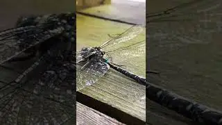 Dragonfly, are you okay? I love you. #dragonfly #becarefuloutthere #helicoptershot #realnature
