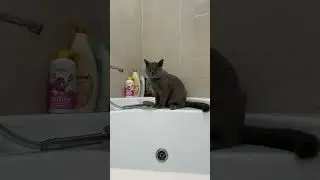 Когда миска есть, но кран интереснее, кот открыл для себя водопровод