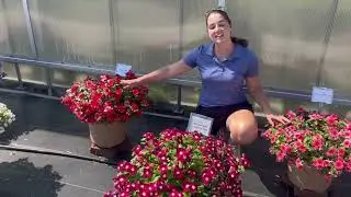 New Nirvana XDR Colors at Lucas Greenhouse's 2025 Summer Trials