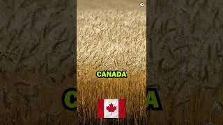 TOP 10 | TOP 10 | 🌾 Top 10 Best Agricultural Countries in the World #top10 #top10lists #shorts